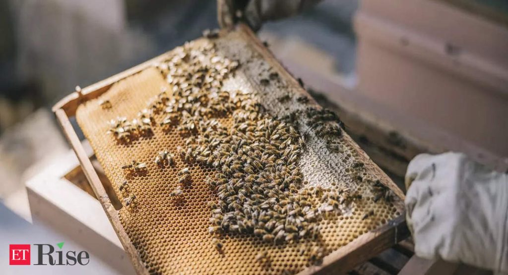 Beewise Με ρομπότ και τεχνητή νοημοσύνη ένα ξενοδοχείο πέντε αστέρων.jpg