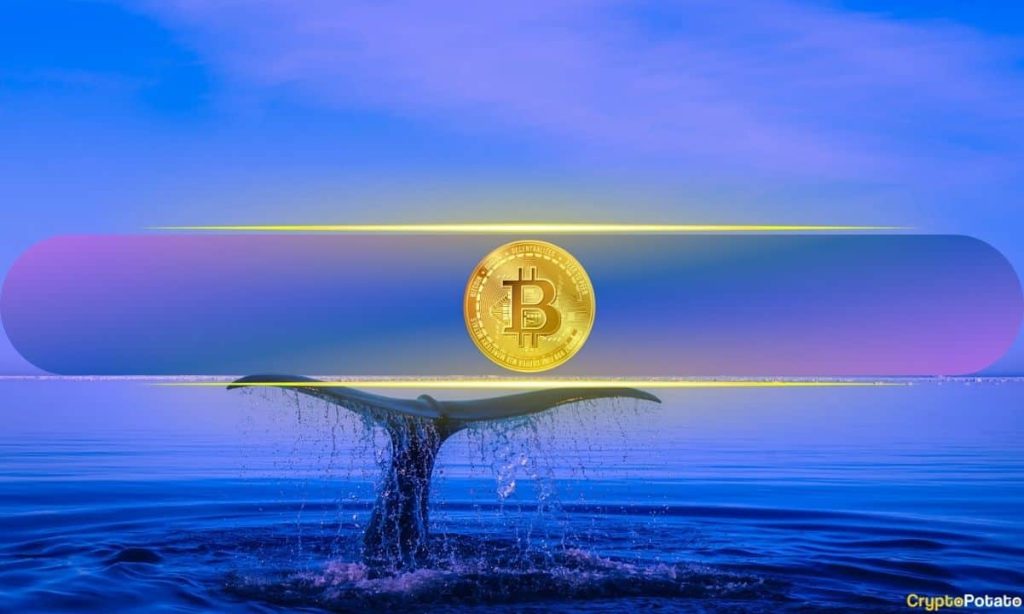 Bitcoin Whale 1.jpg