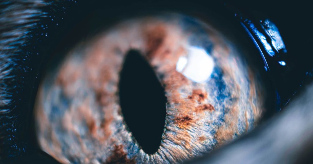 Θα πρέπει να σταματήσουμε να συγκρίνουμε ζωική και τεχνητή νοημοσύνη Θα πρέπει να σταματήσουμε να συγκρίνουμε ζωική και τεχνητή νοημοσύνη.jpg