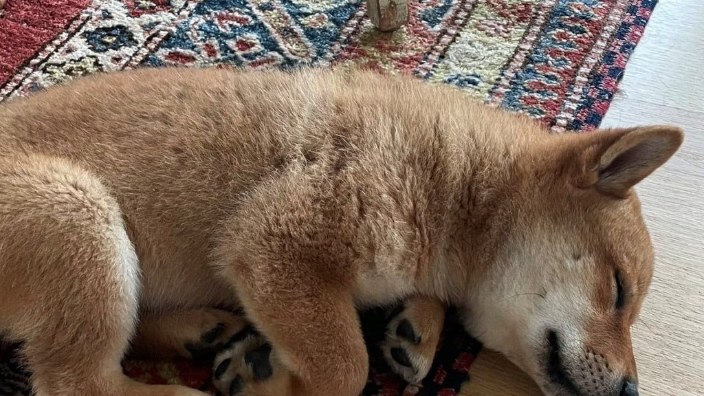 Το Meme Cryptocurrency Make Waves με το παιχνίδι Valhalla NFT Metaverse 68cb3c0c0b0ff39f10c1c0c81f9e2bf4d3bd0bf554cfb7bd89f48604516daafb.jpg