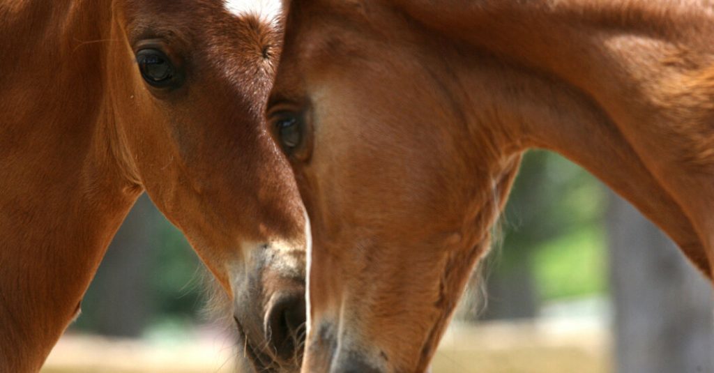 Double Duty – The New York Times 07wordplay Foals Facebookjumbo.jpg